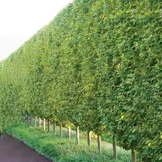 100