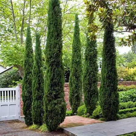 114