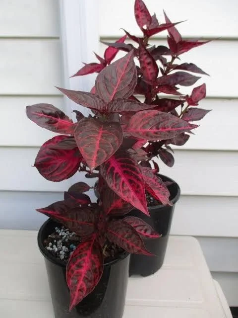 42 (1)