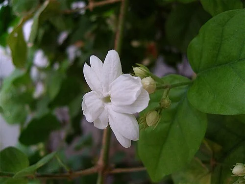 55