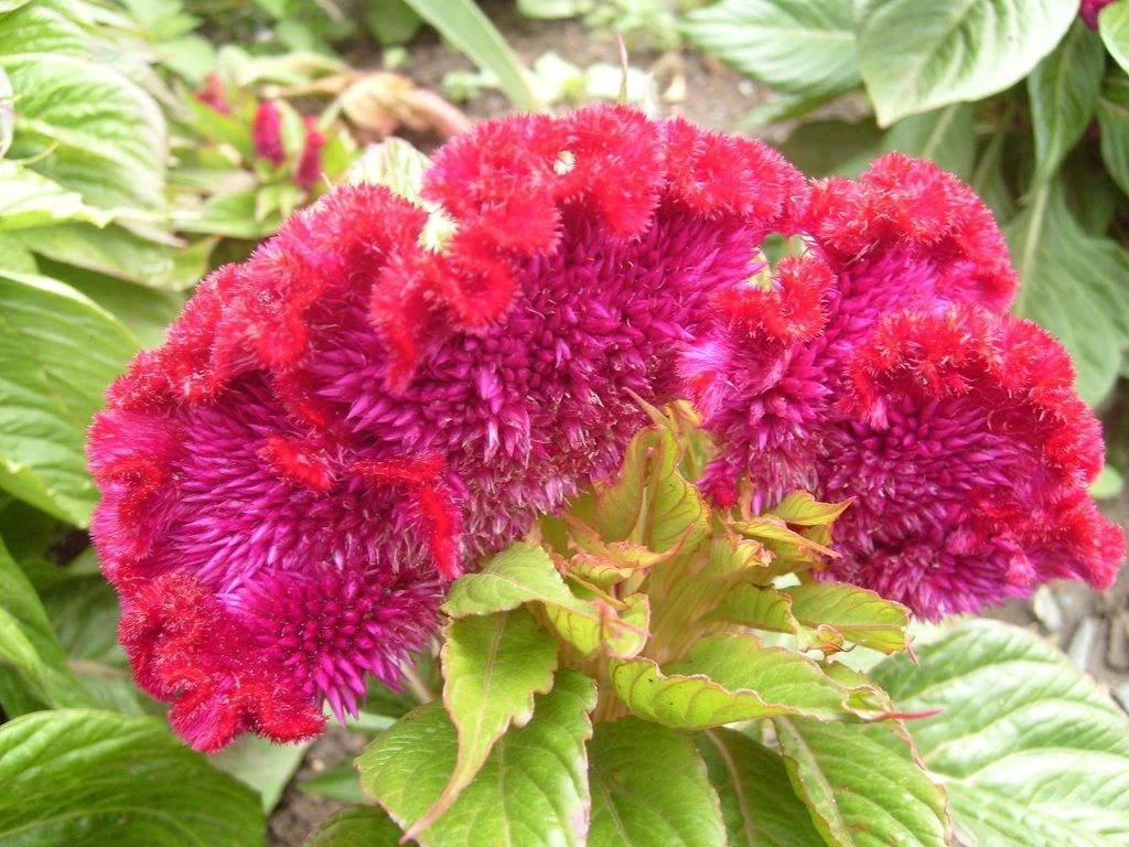 6