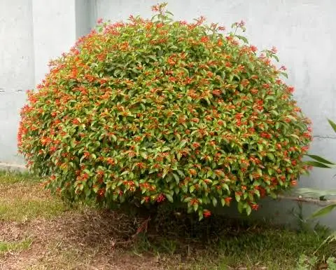 63