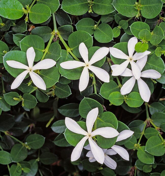 C/71/2 Carissa bispinosa
