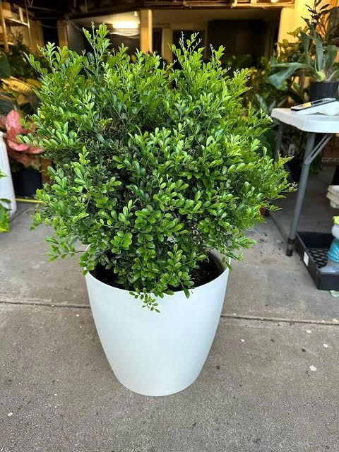 Murraya paniculata Min-a-min